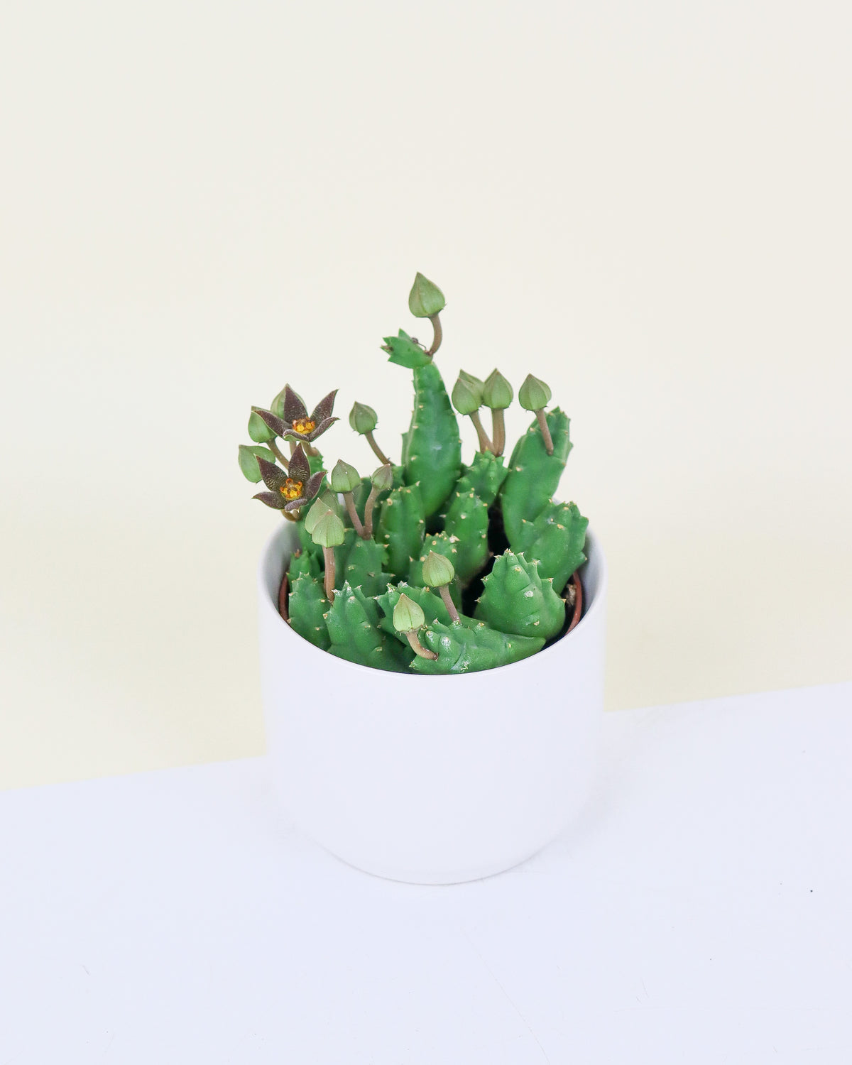 Orbea, Huernia & Stapelia assortis