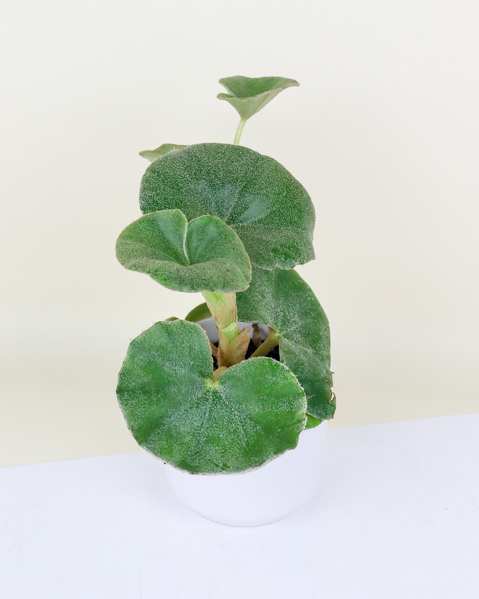Begonia venosa