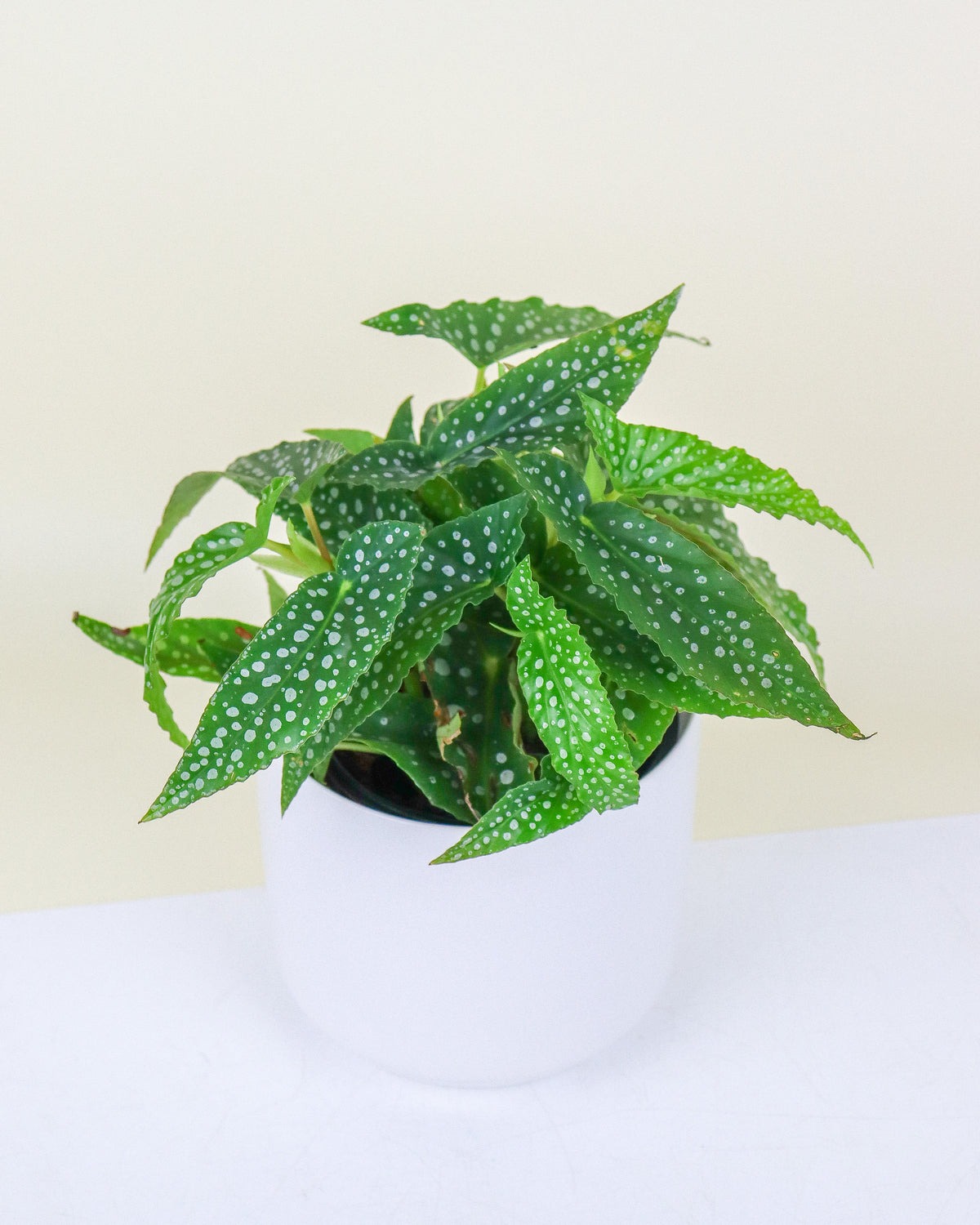 Begonia Tamaya