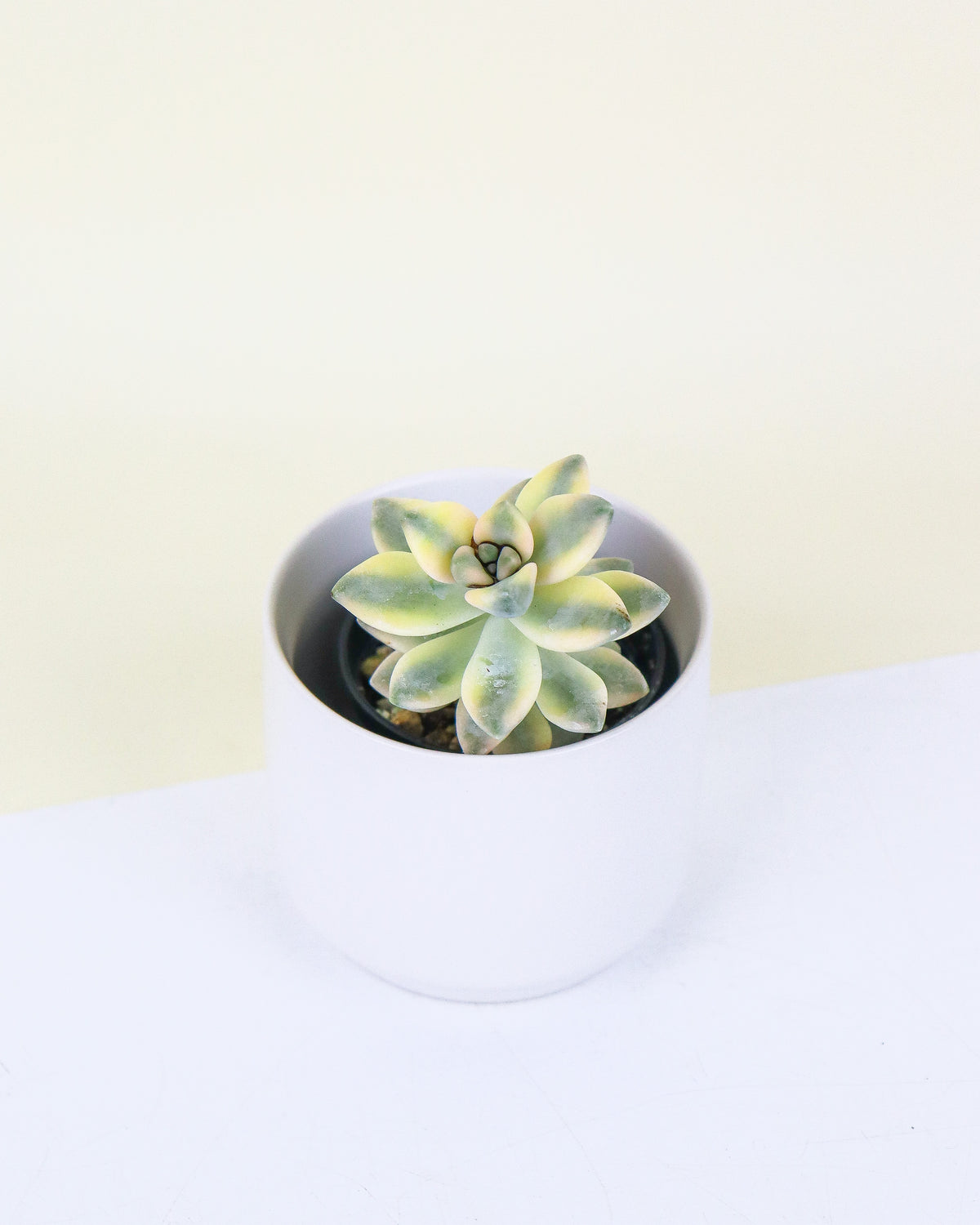 Grapteveria variegata