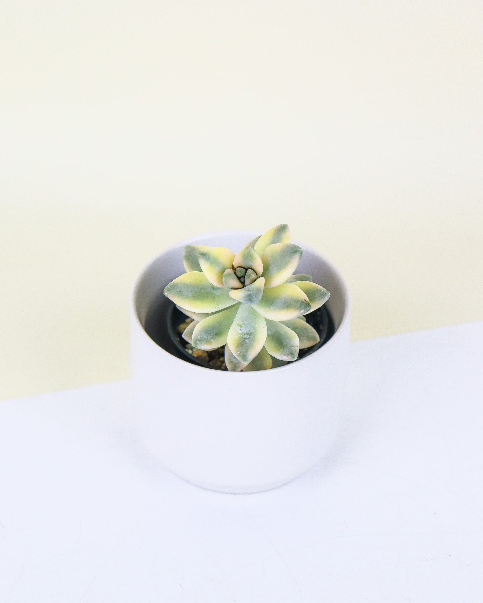 Grapteveria variegata