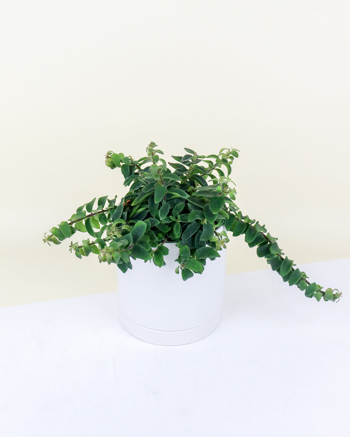 Aeschynanthus « Rasta »