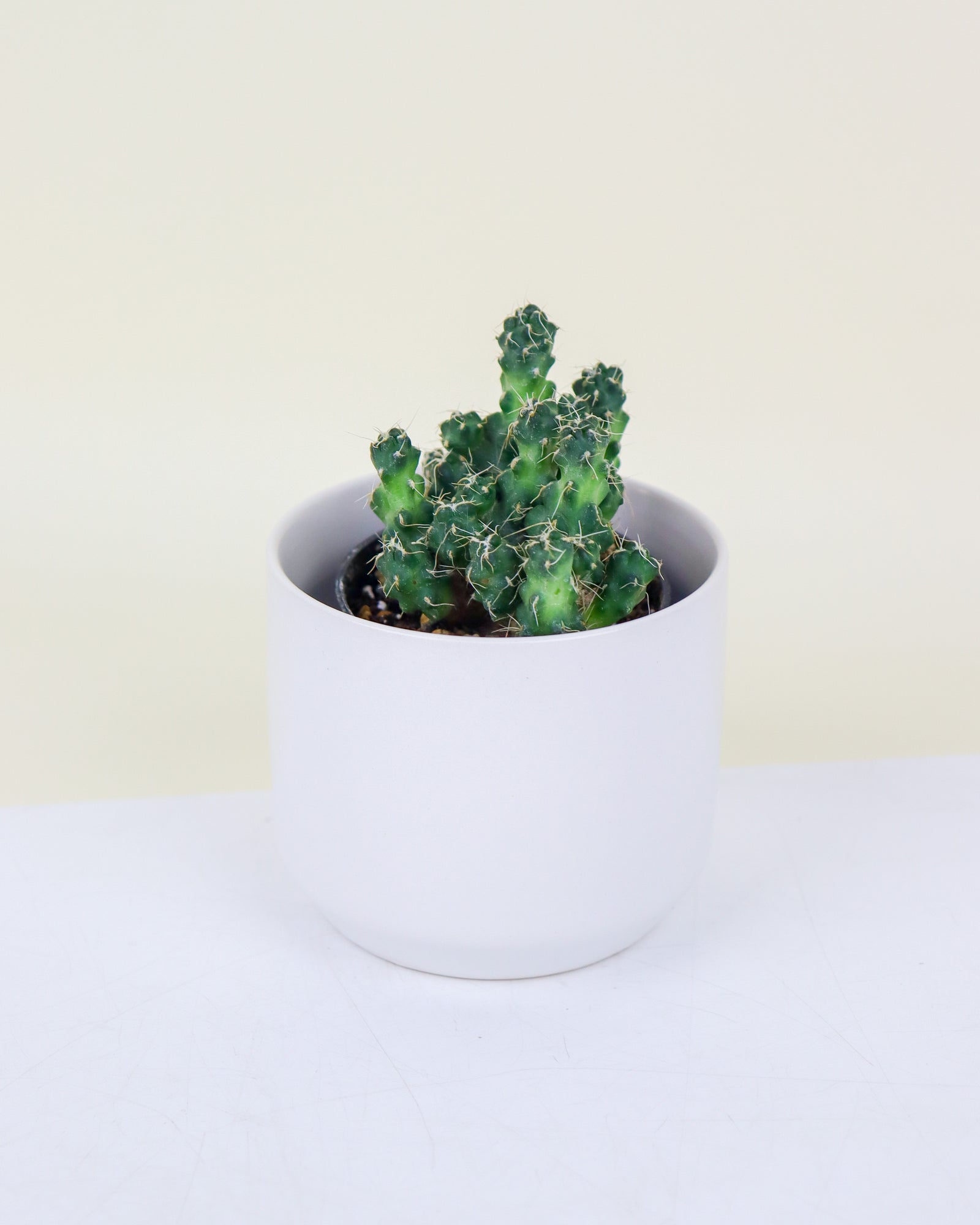 Cactus « Puna »