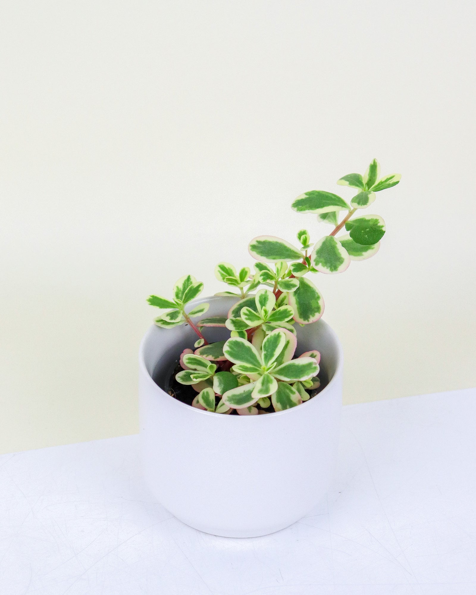 Portulaca oleracaea variegata