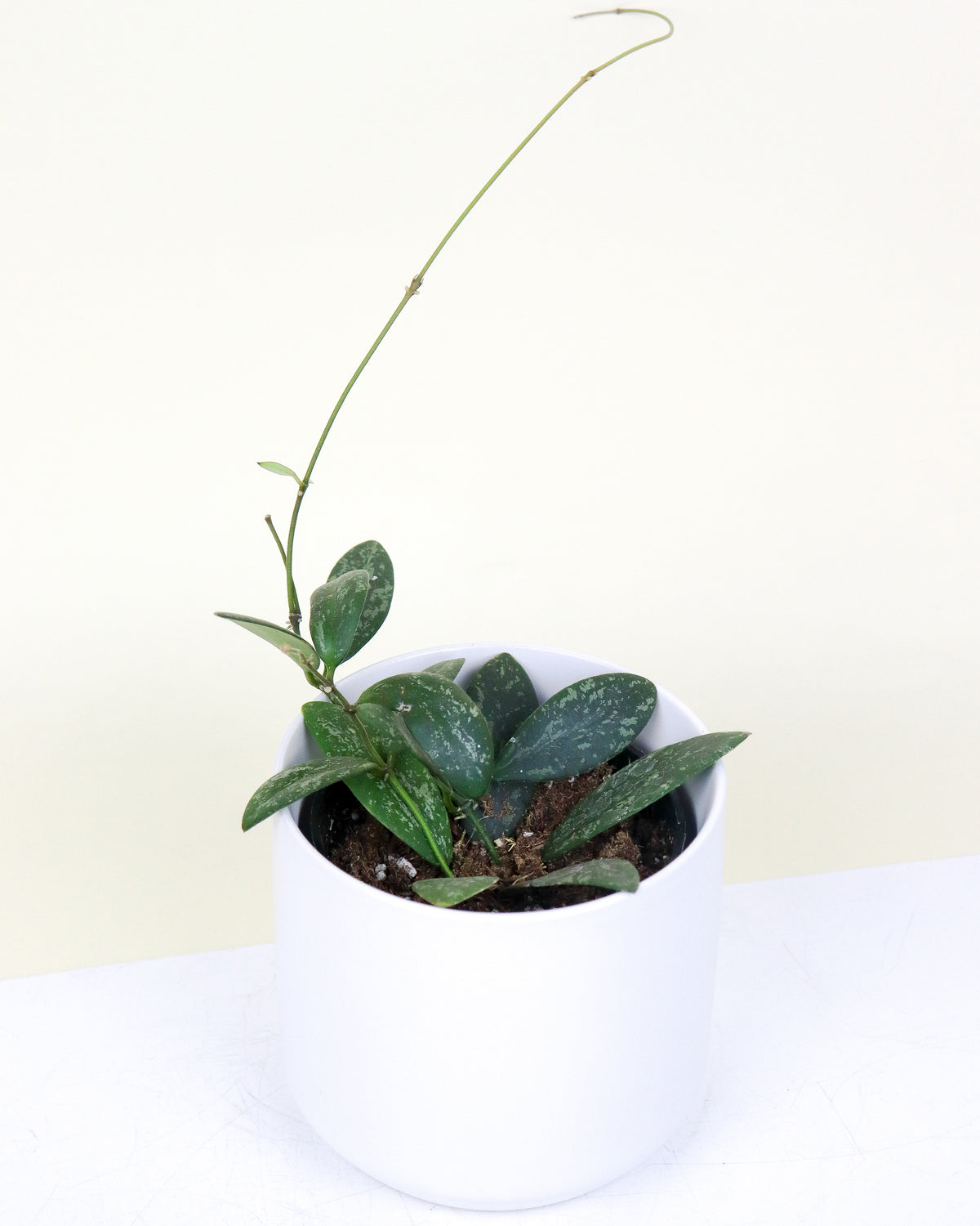 Hoya « Sigilatis »