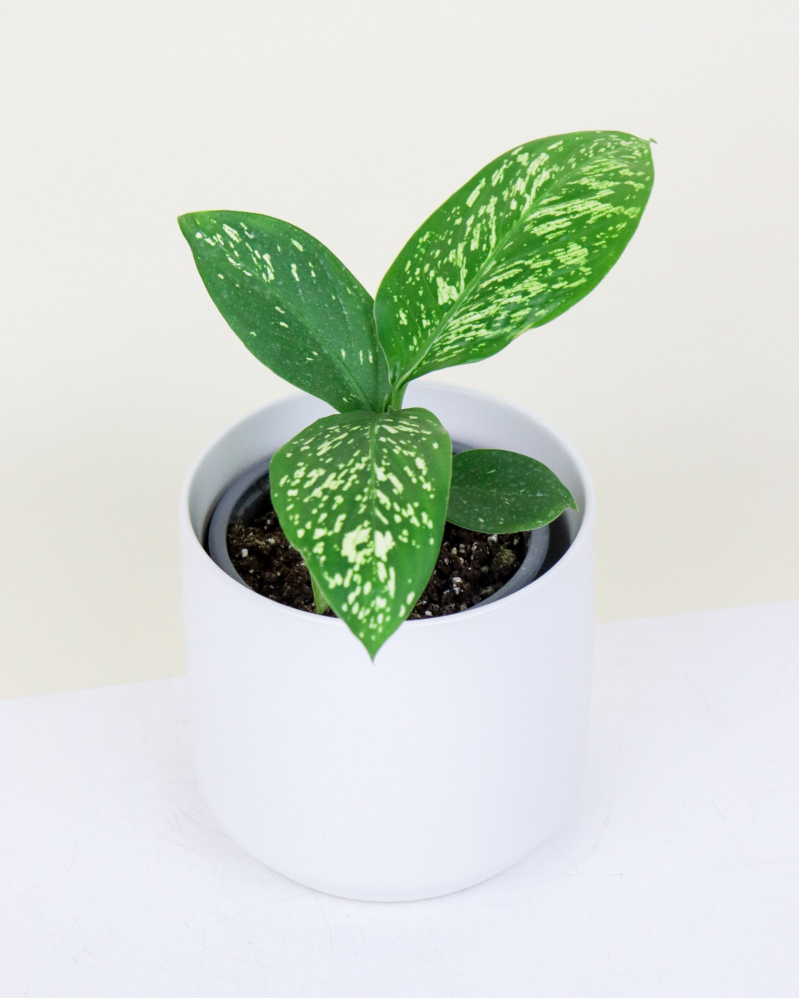 Dieffenbachia « white etna »