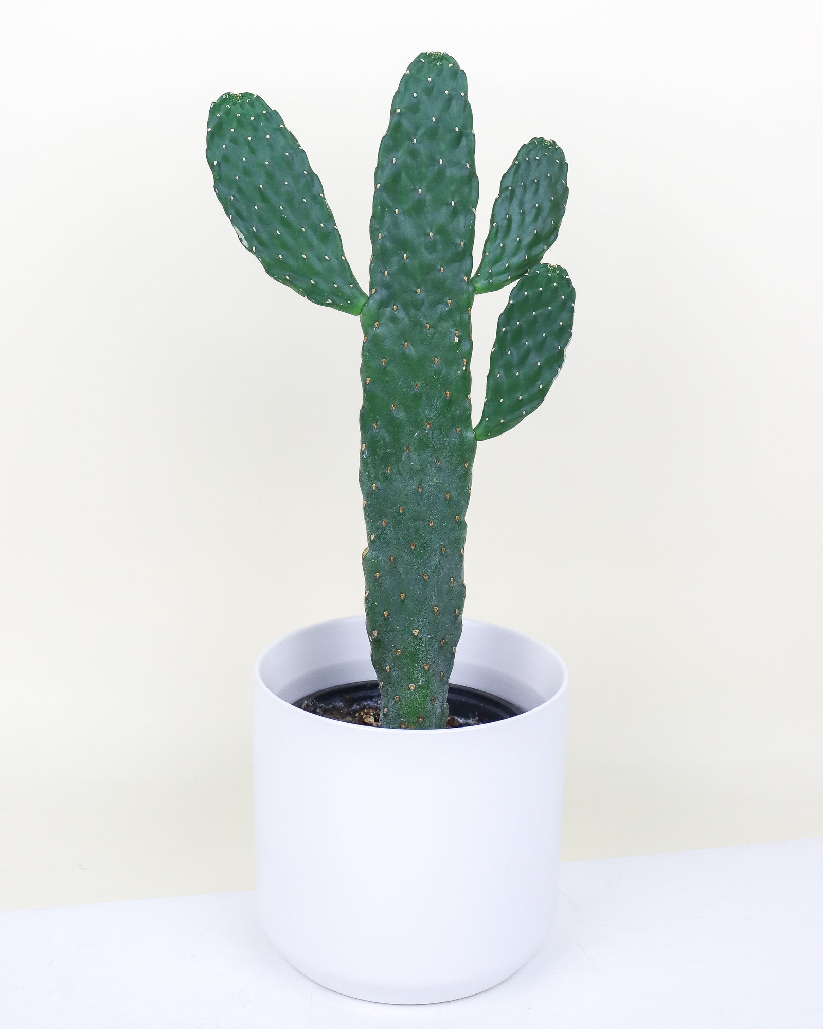 Opuntia consolea falcata