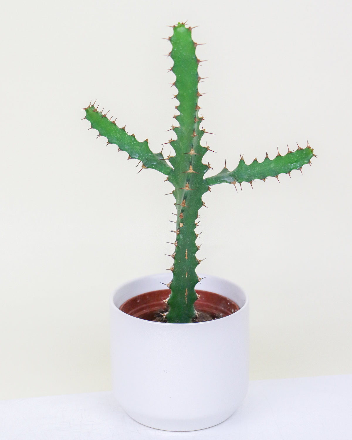 Cactus et Euphorbes assortis
