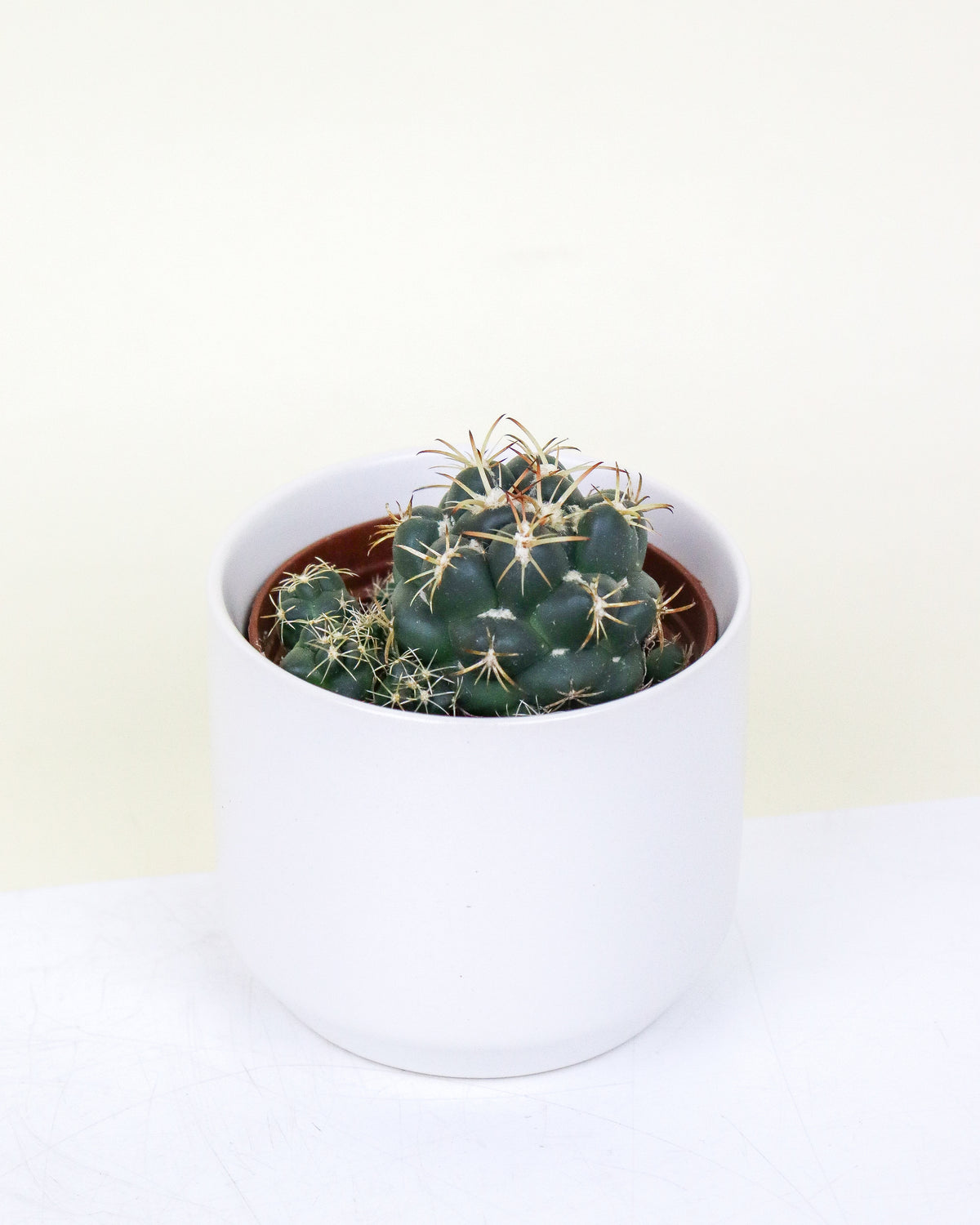 Cactus et Euphorbes assortis