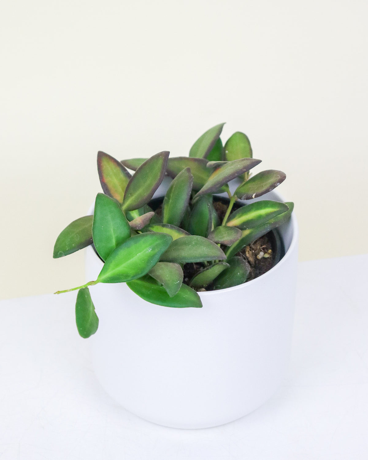 Hoya Burtoniae variegata