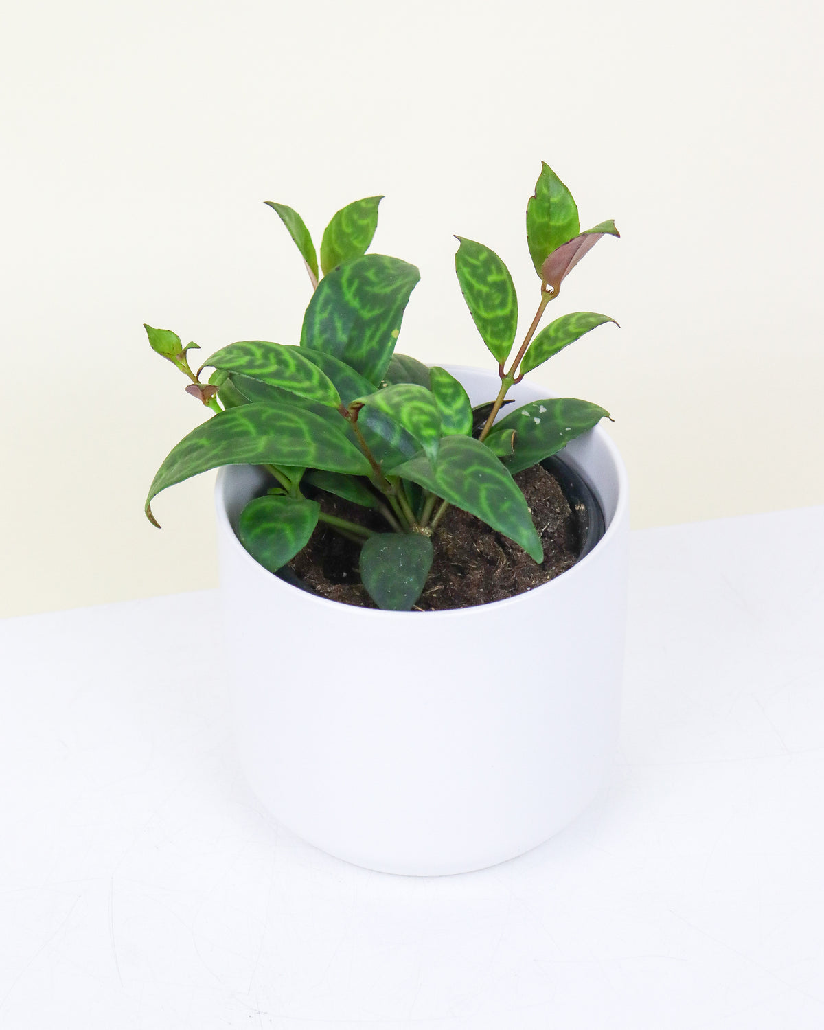 Aeschynanthus « black pagoda »