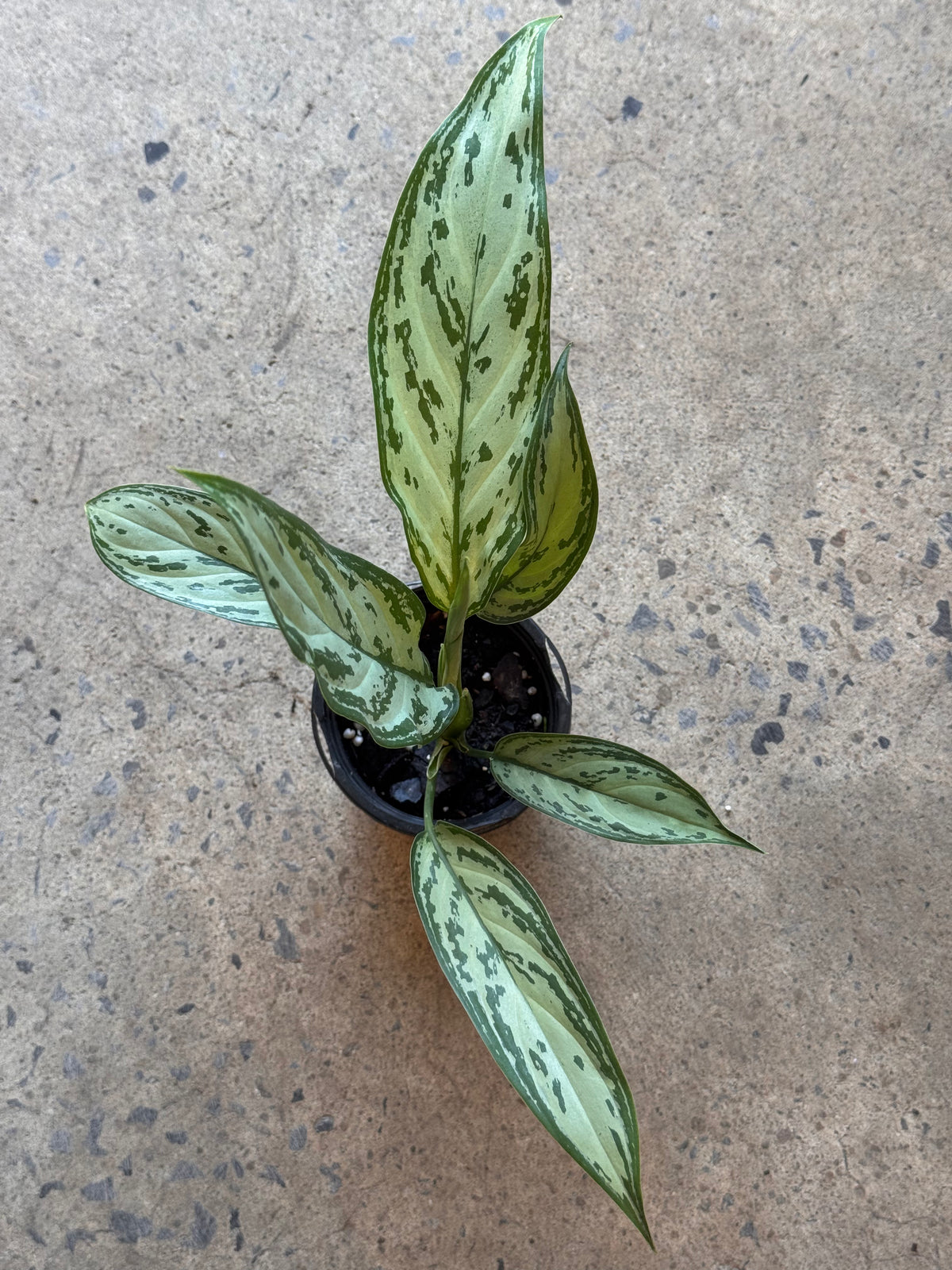 Aglaonema Christina