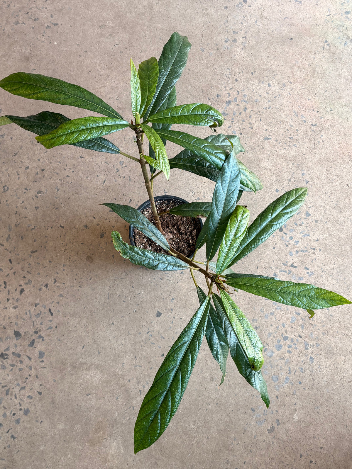 Ficus Squamosa