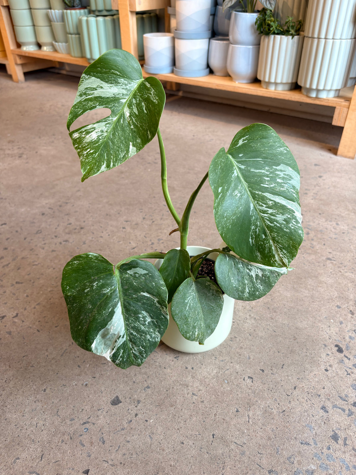Monstera deliciosa Albo