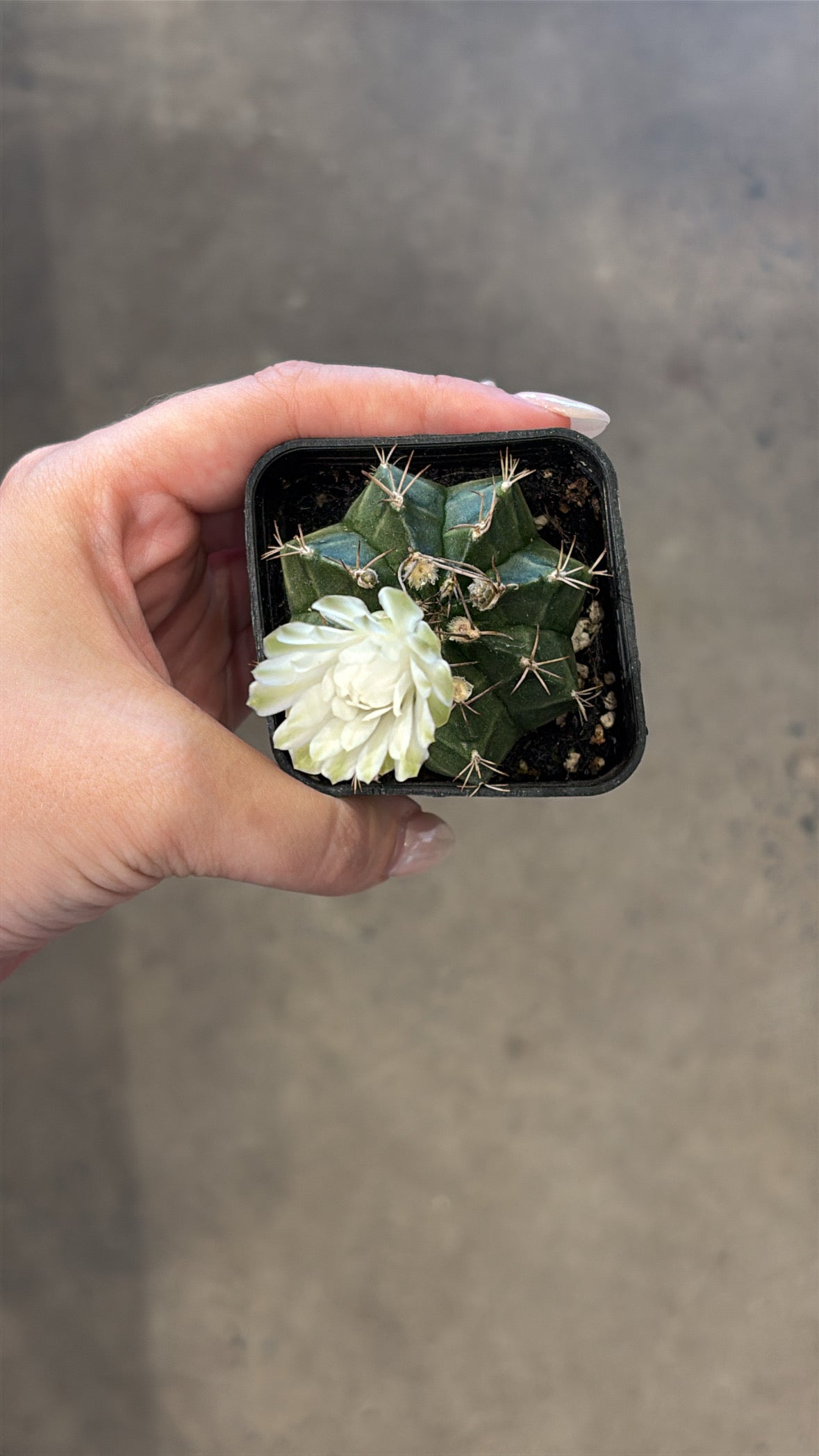 Gymnocalycium assortis