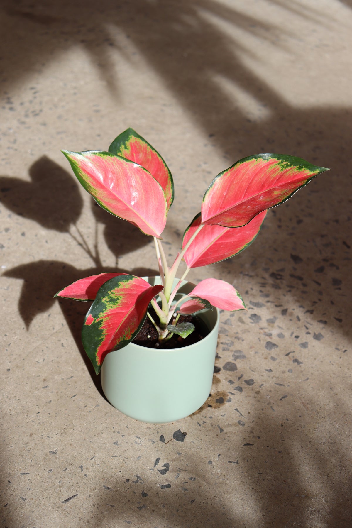 Aglaonema «Geely Red»