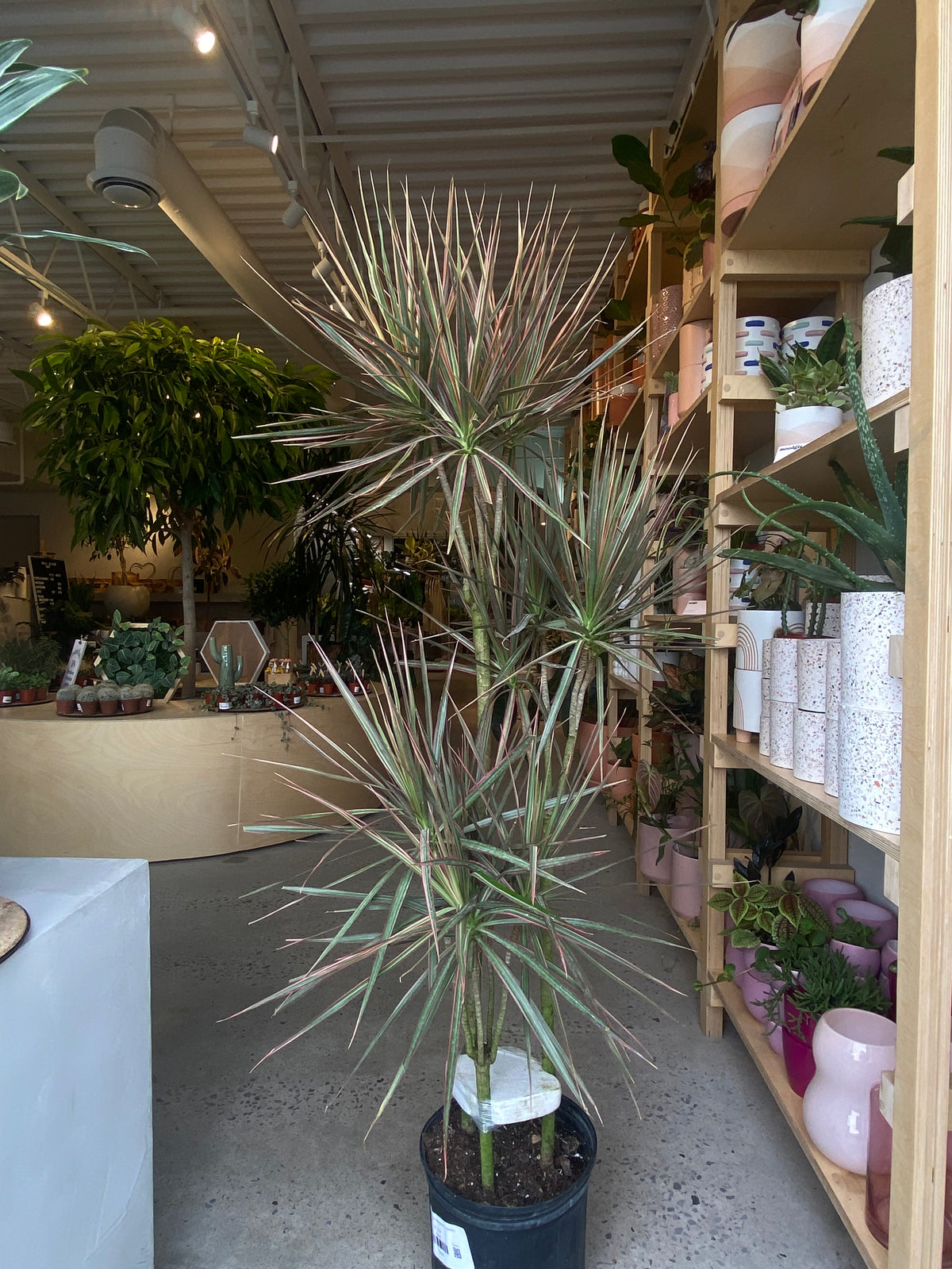Dracaena Marginata « Cutback » 