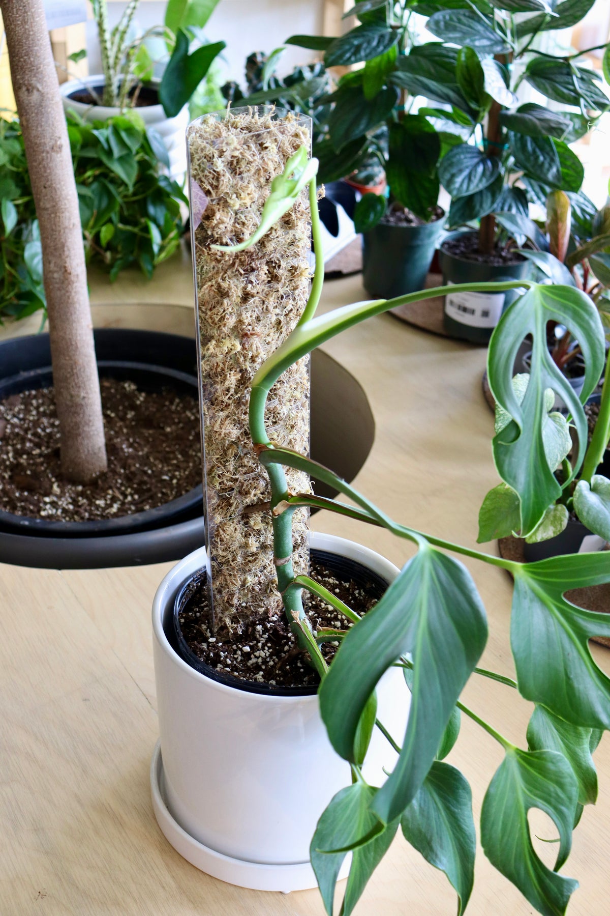 Moss pole remplissable