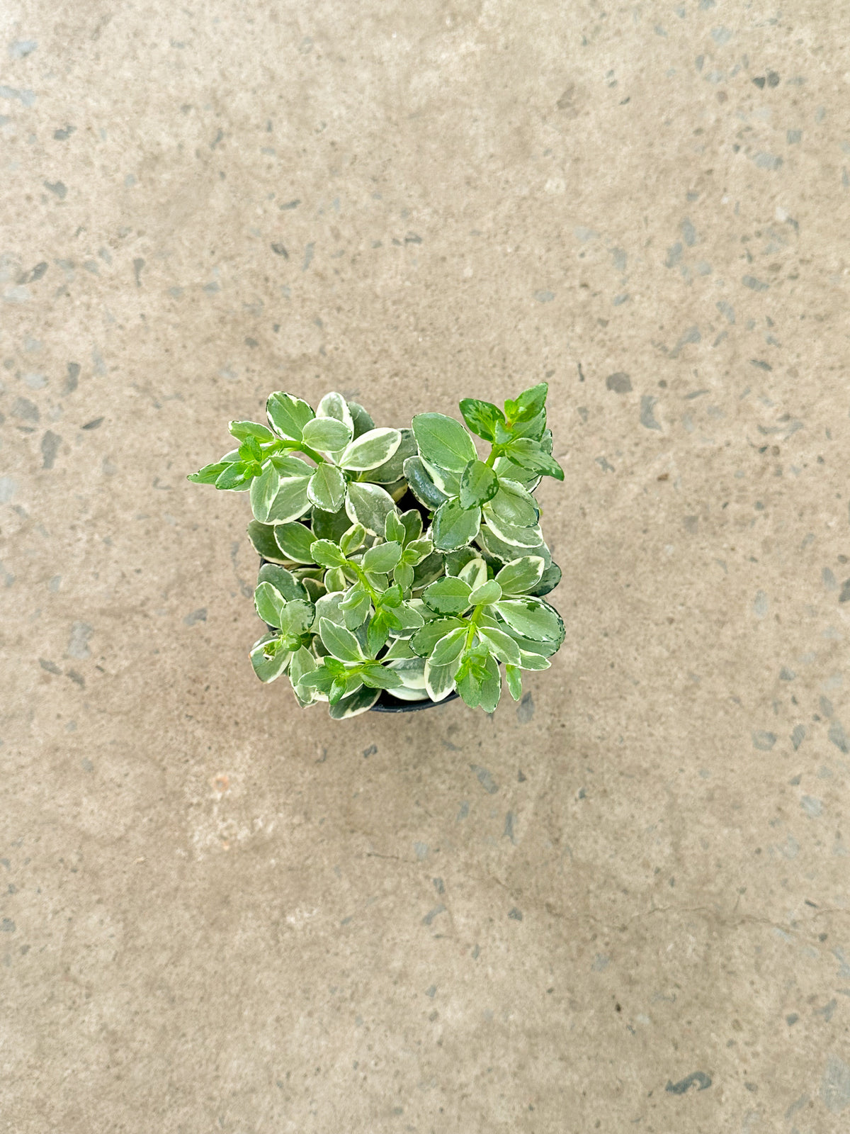 Hypocerta Variegata