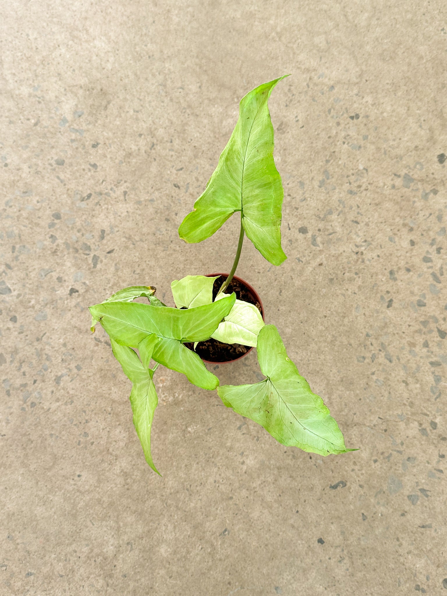 Syngonium Silver Fox