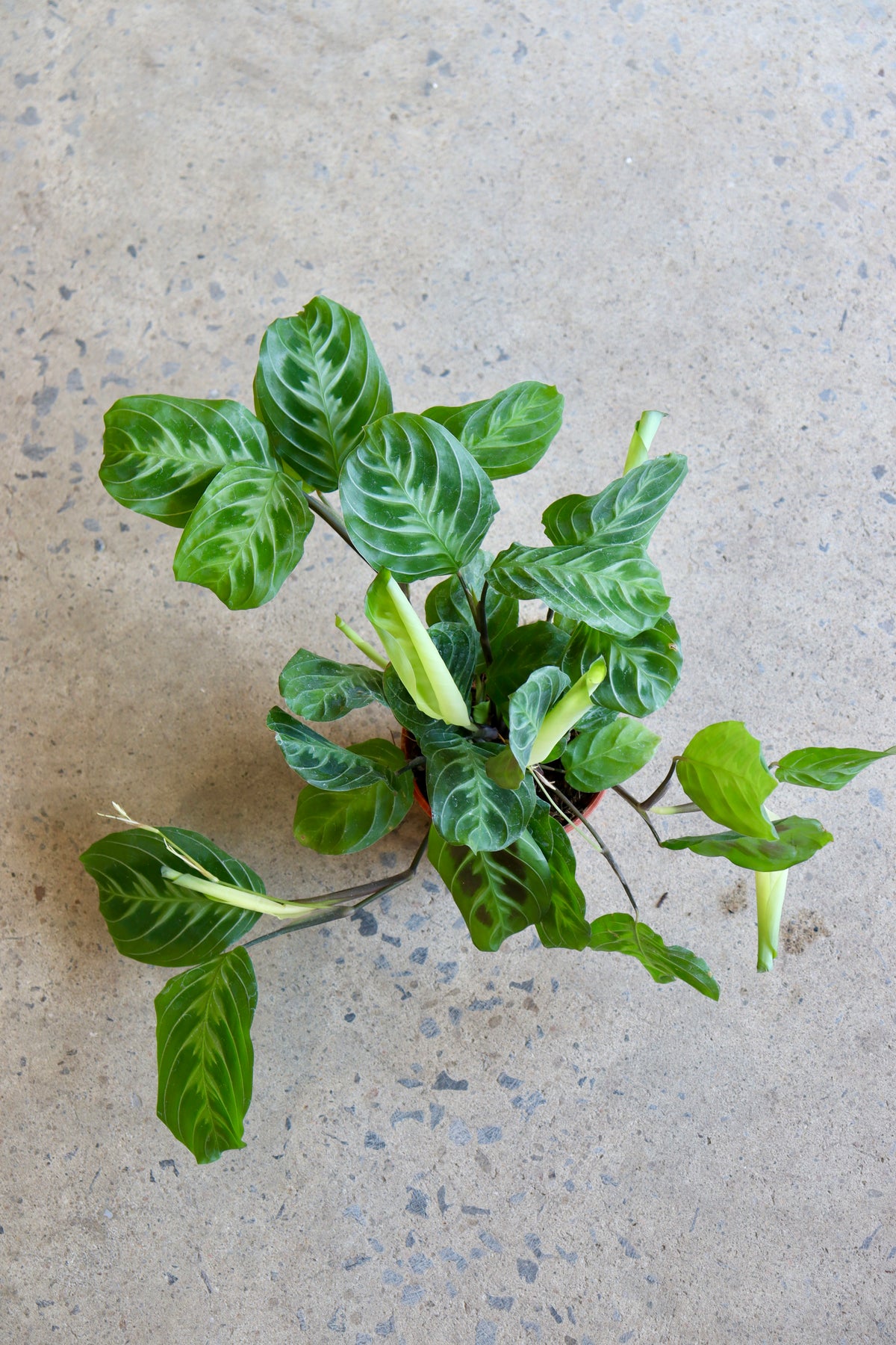 Maranta noID ''Cat Mustache''