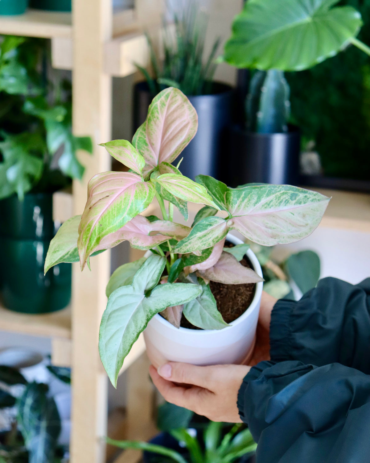 Syngonium podophyllum "Tricolor"