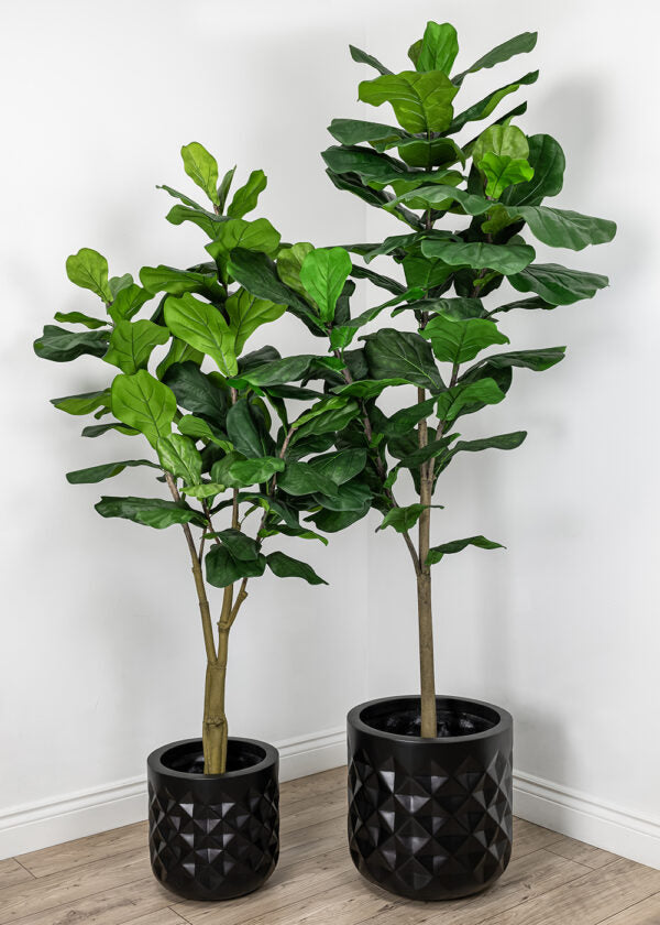 Ficus Lyrata sur tronc