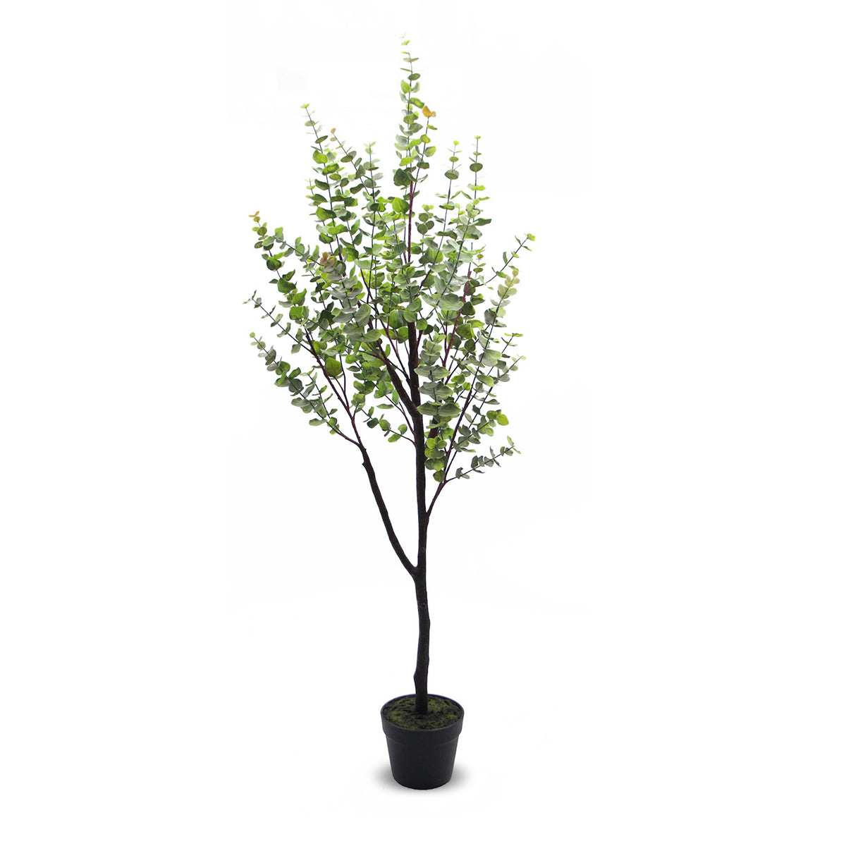 Eucalyptus