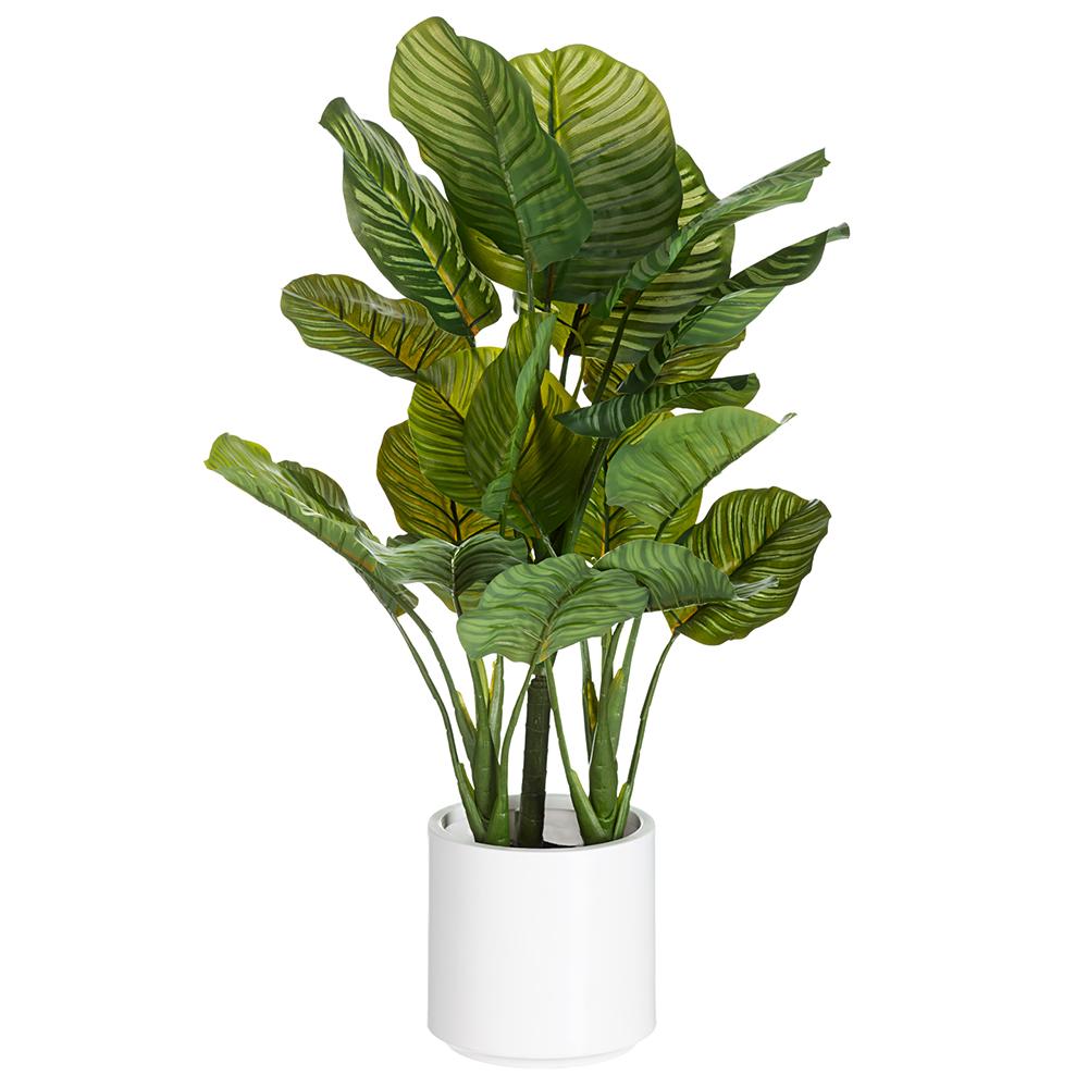 Calathea dans pot blanc