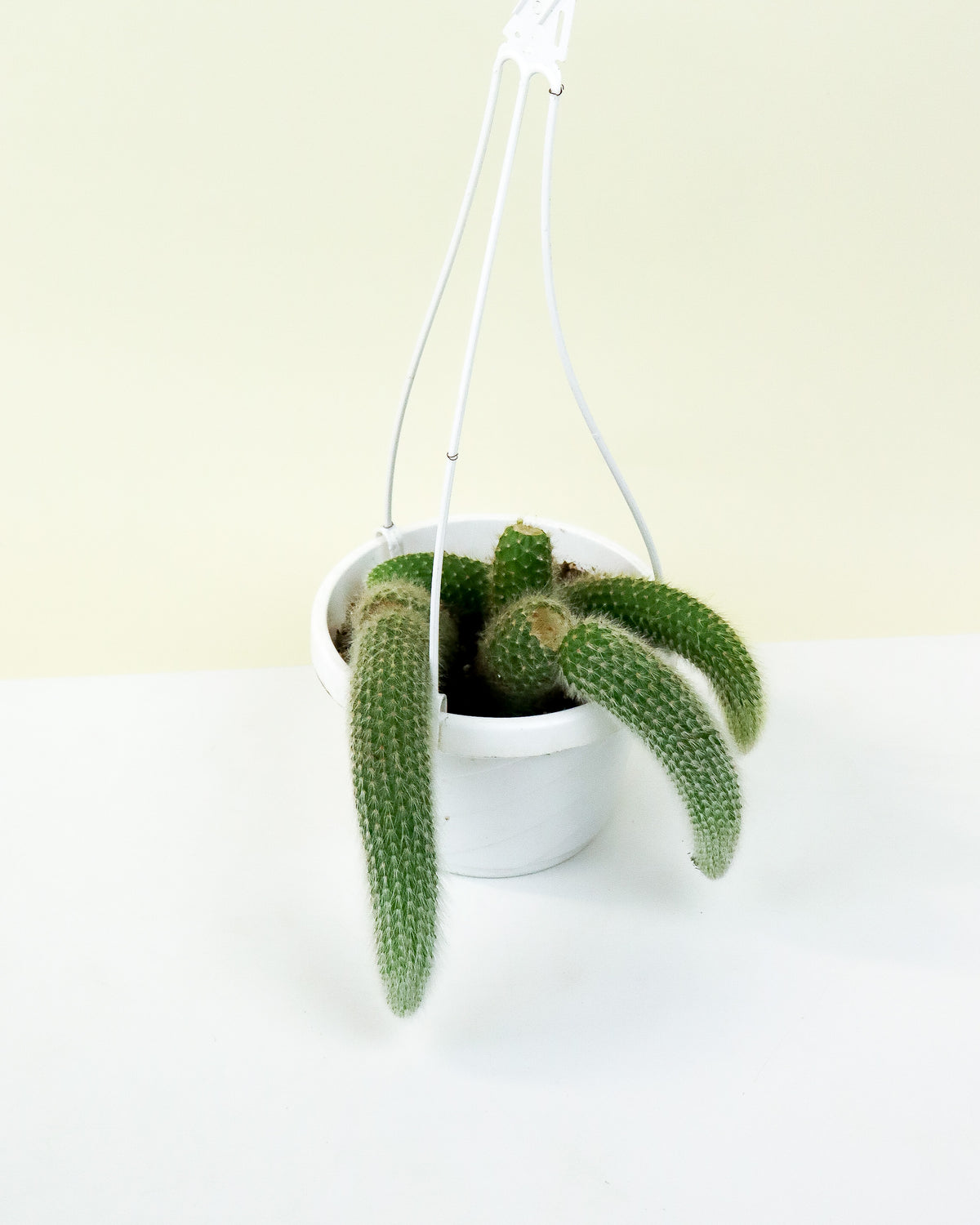 Hildewintera Colademonis