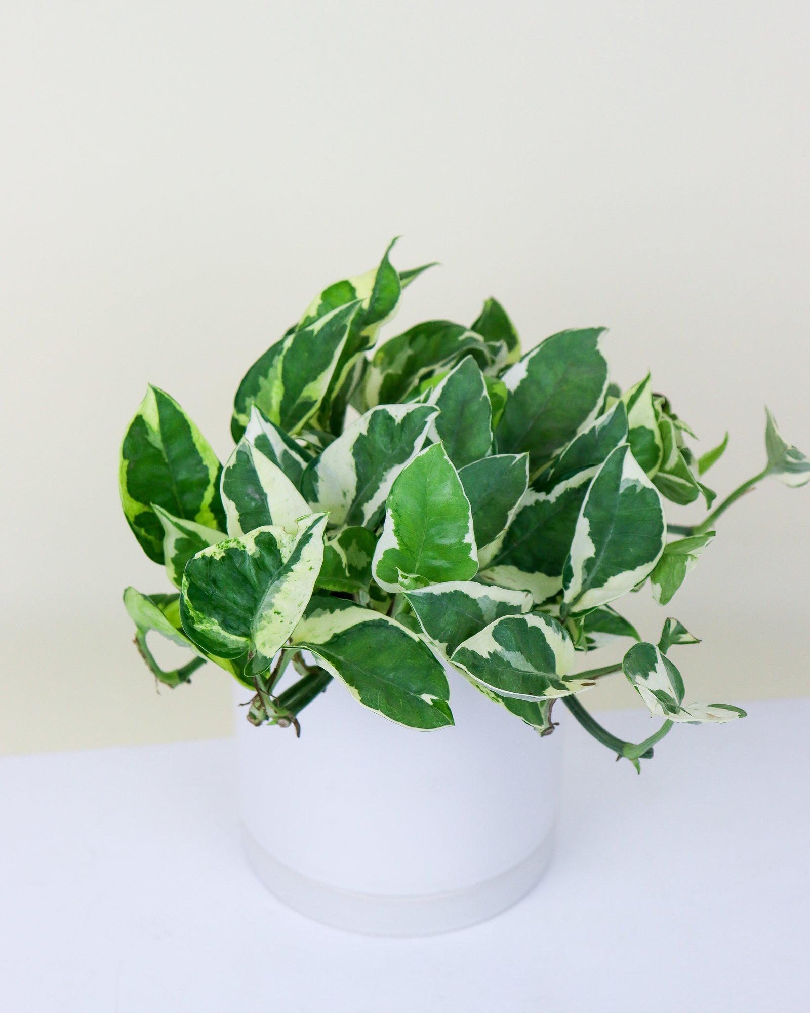 Epipremnum Aureum N'joy