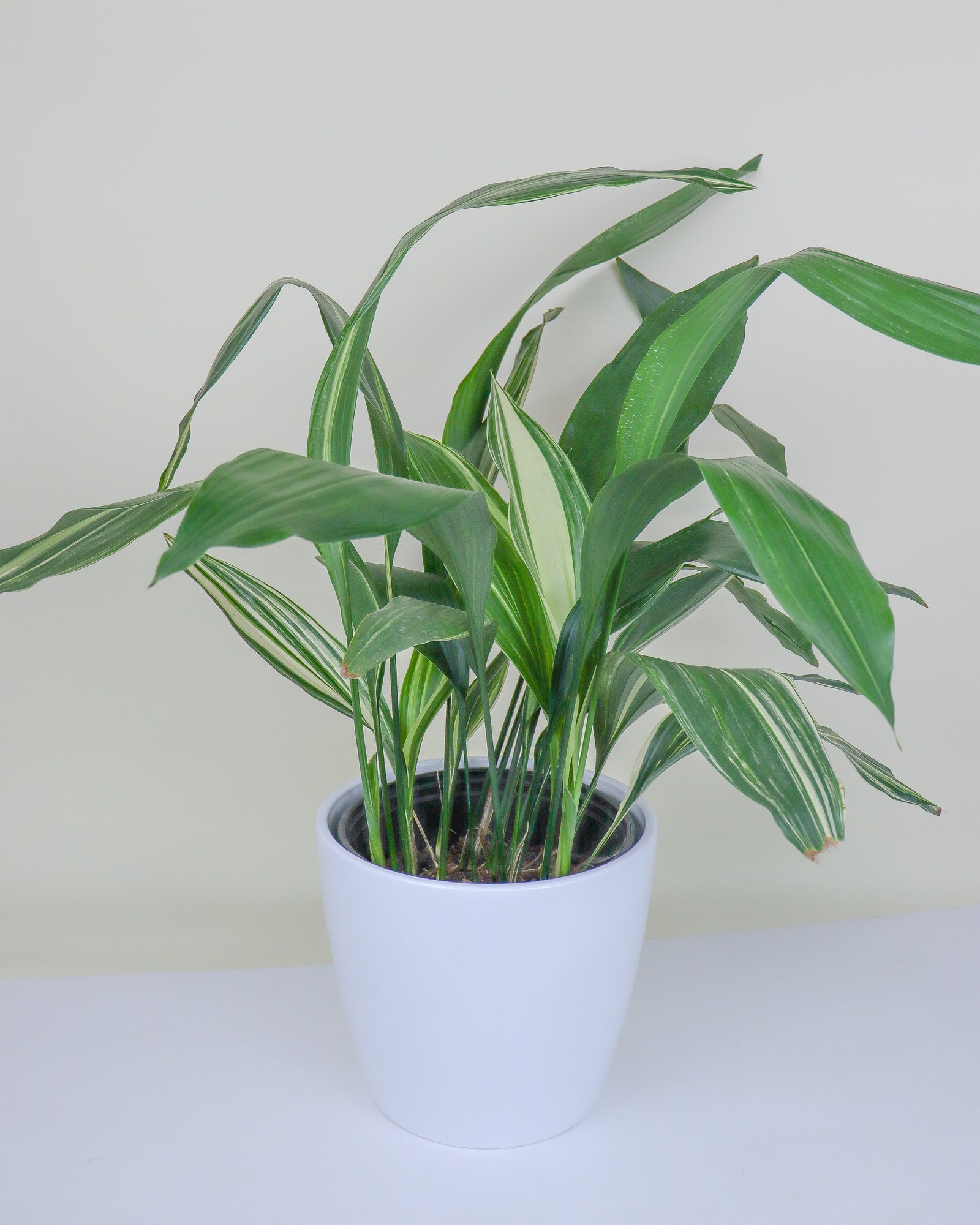 Aspidistra elatior « panache »