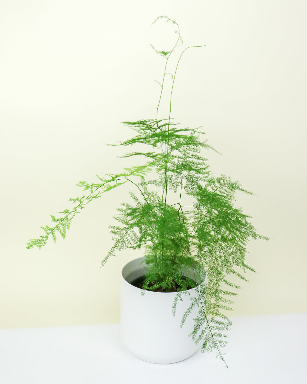 Asparagus Densiflorus