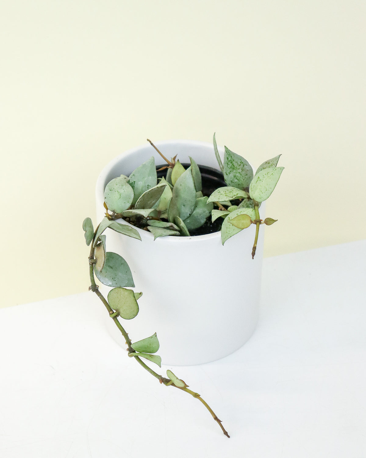 Hoya Krohniana Silver