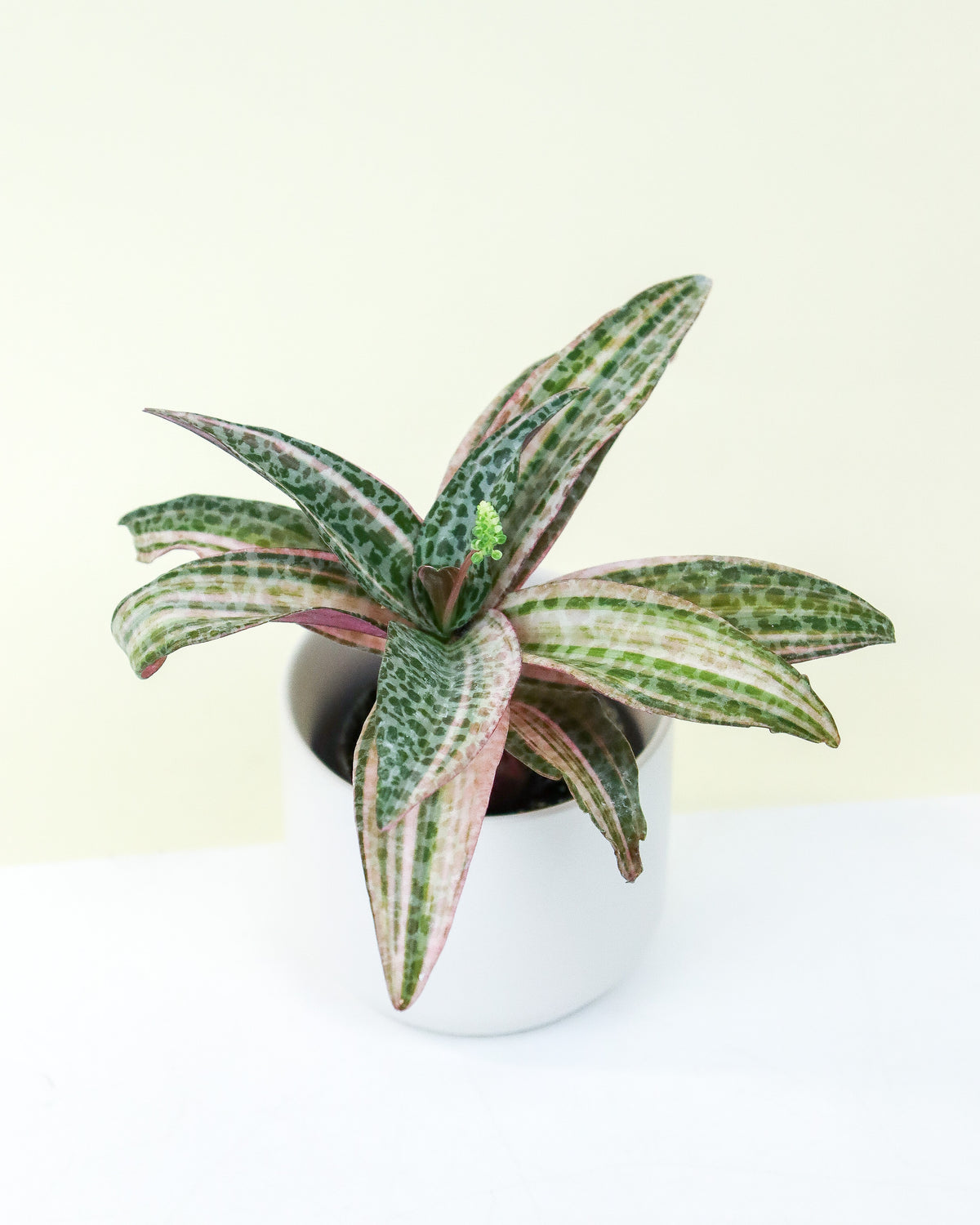 Ledebouria socialis