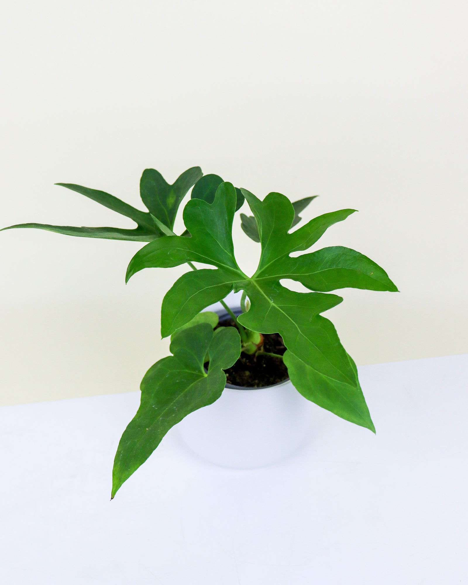 Anthurium « Pedatoradiatum»