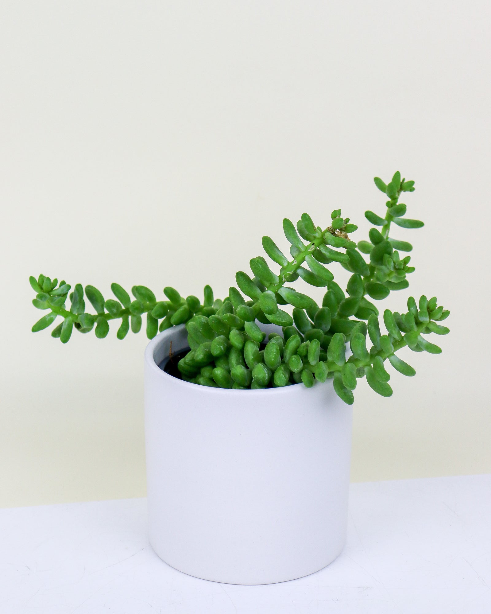 Sedum Burro's Tail