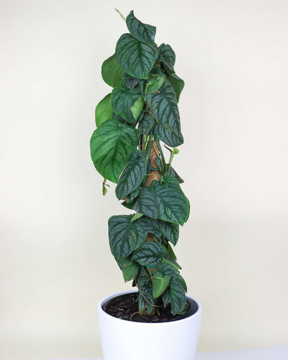 Monstera « Dubia »