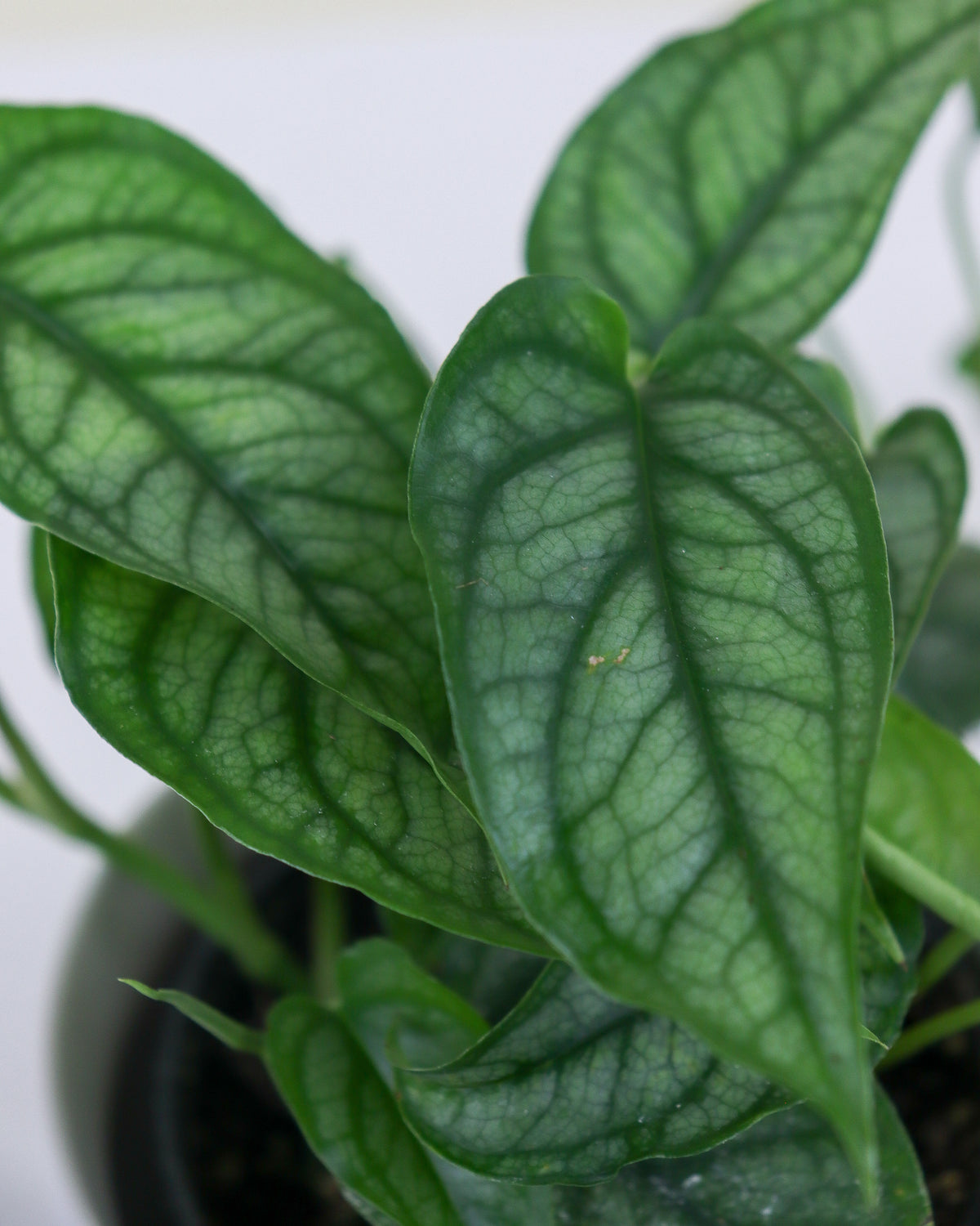 Monstera « Siltepecana »