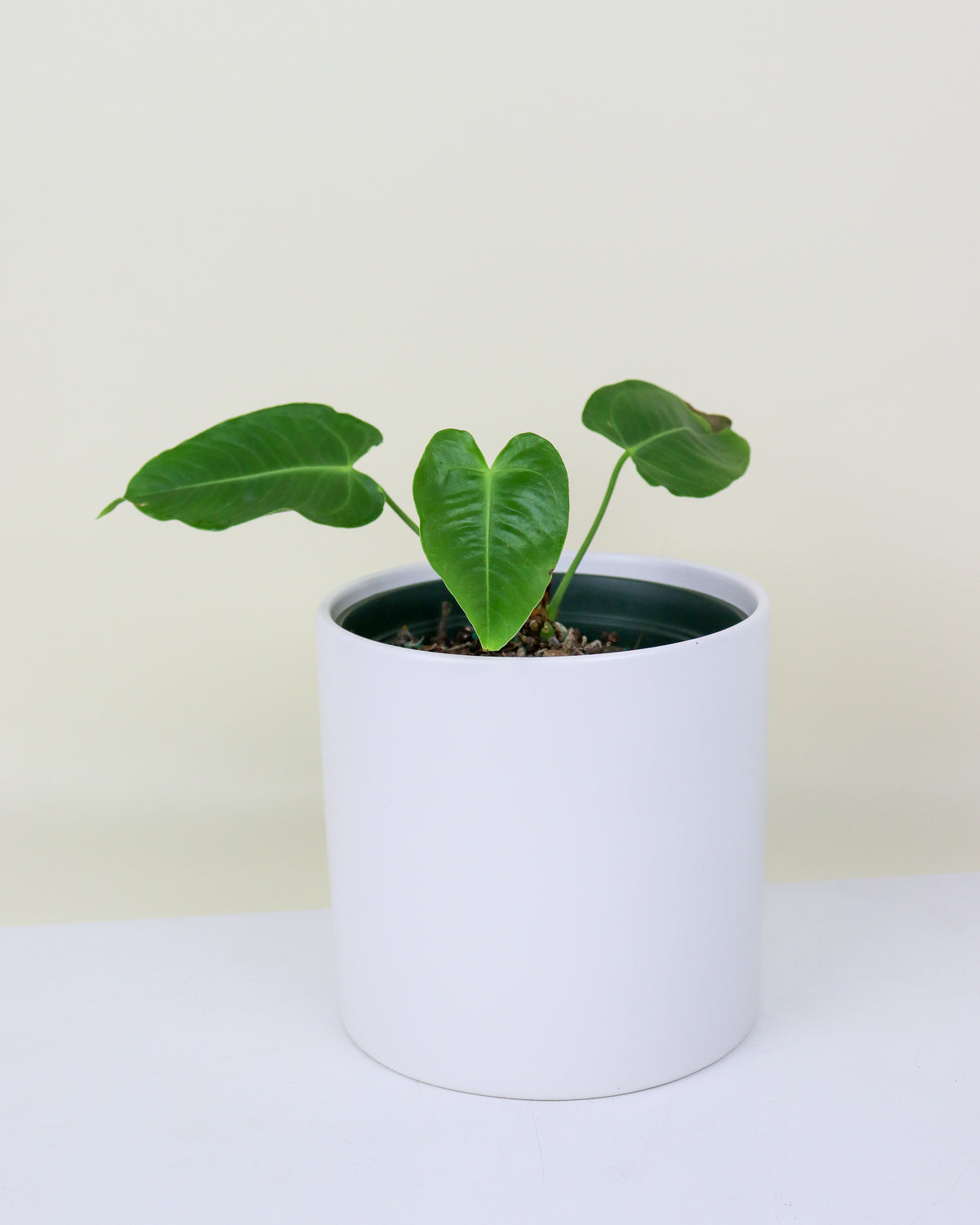 Anthurium Veitchii King