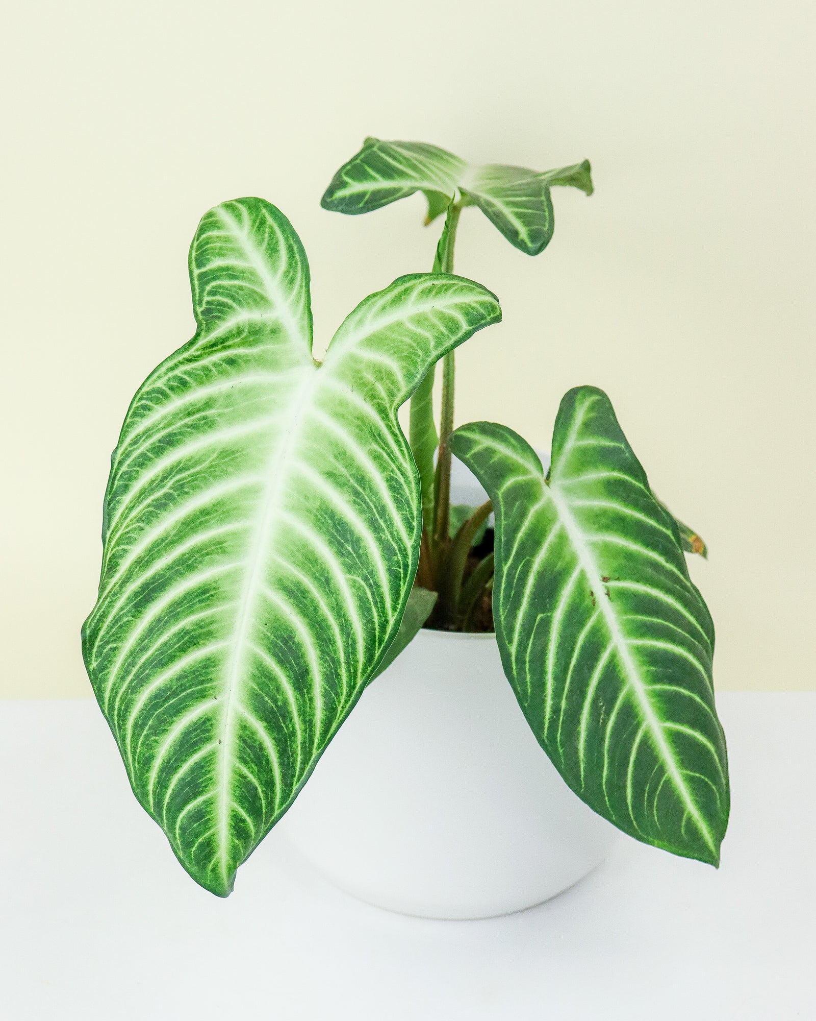 Xanthosoma Lindenii « Magnificum »
