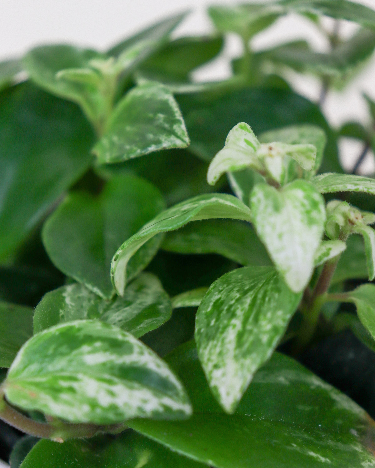 Aeschynanthus lobianus « Variegata »