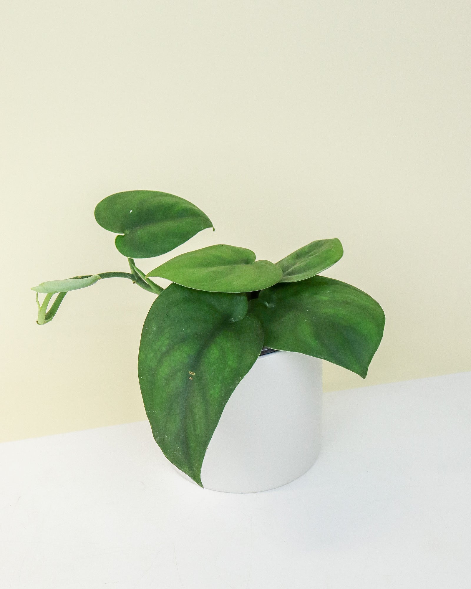 Scindapsus Jade