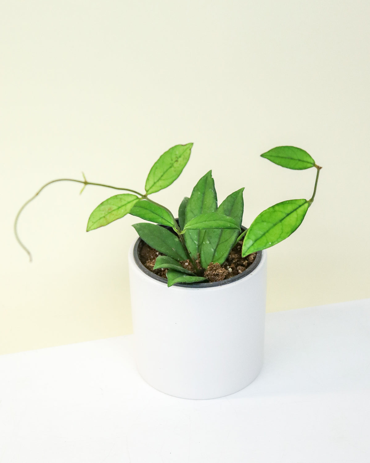 Hoya Crassipetiolata