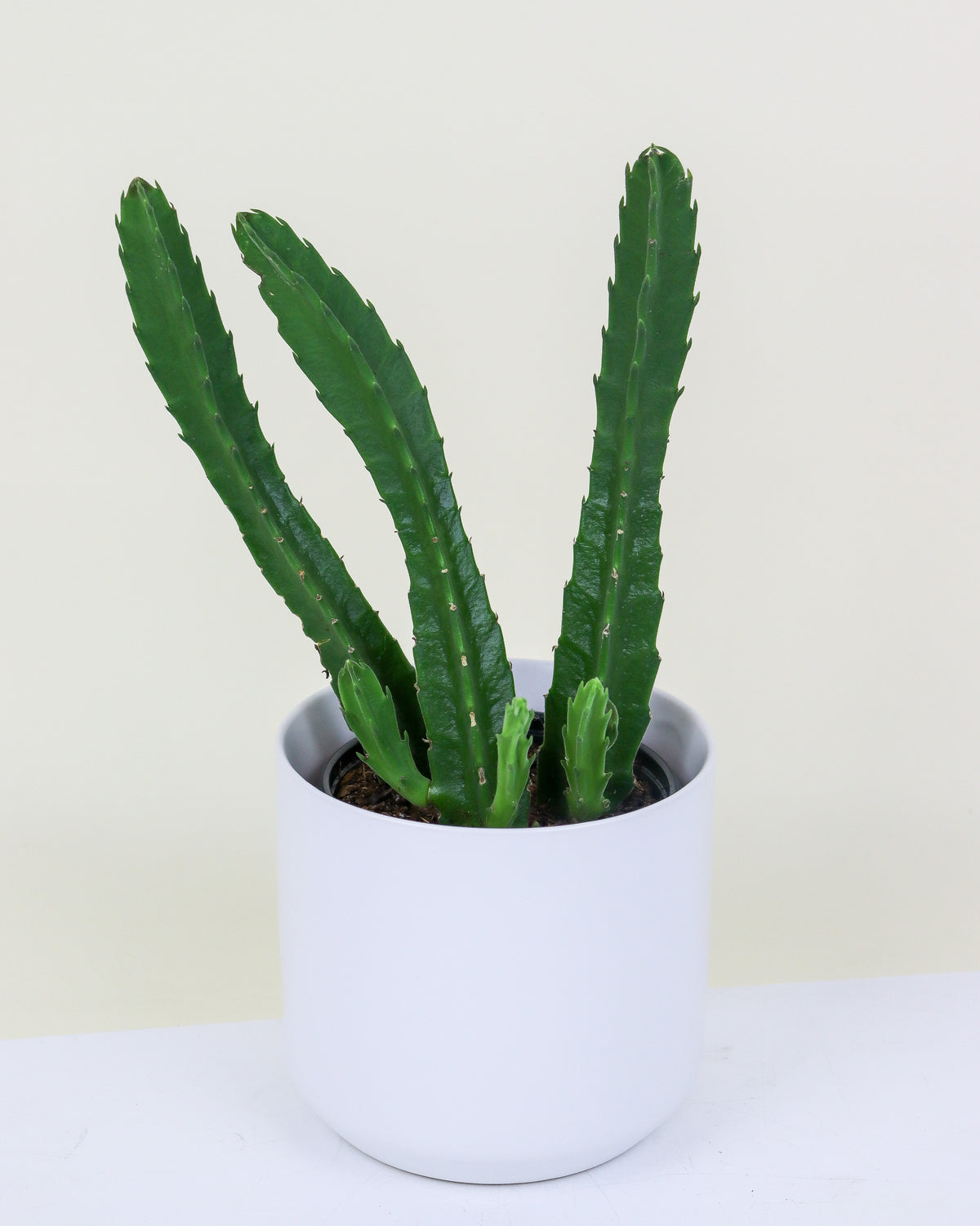 Stapelia Hirsuta
