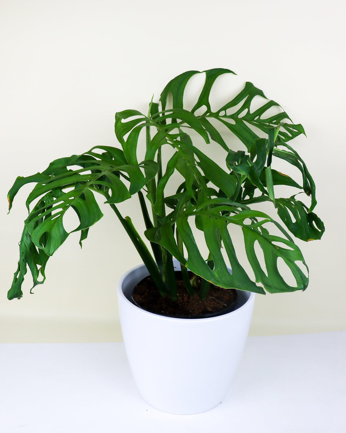 Monstera « Esqueleto »