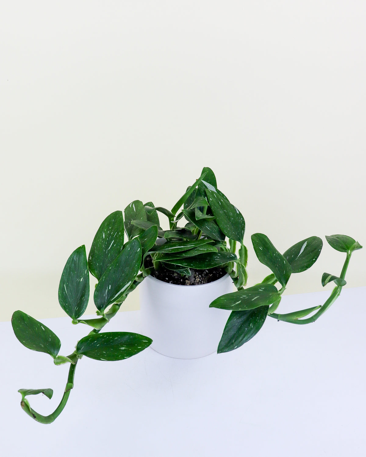 Monstera Standleyana