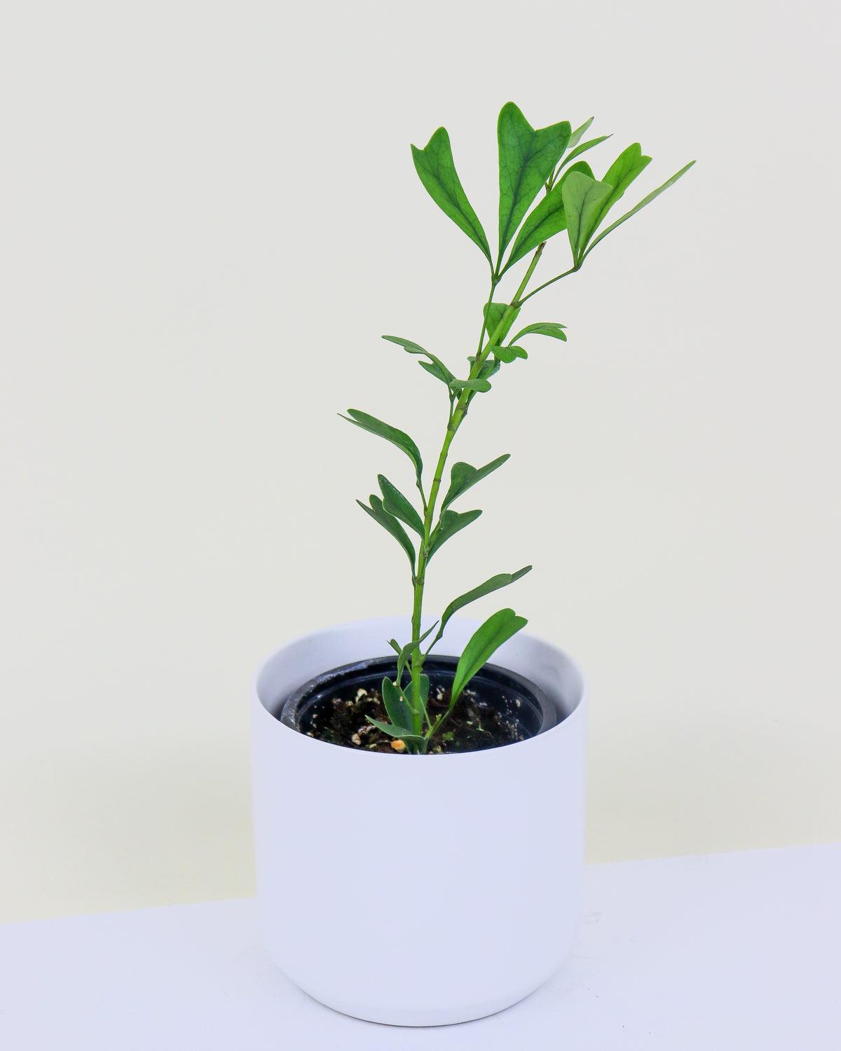 Schefflera « triangularis »