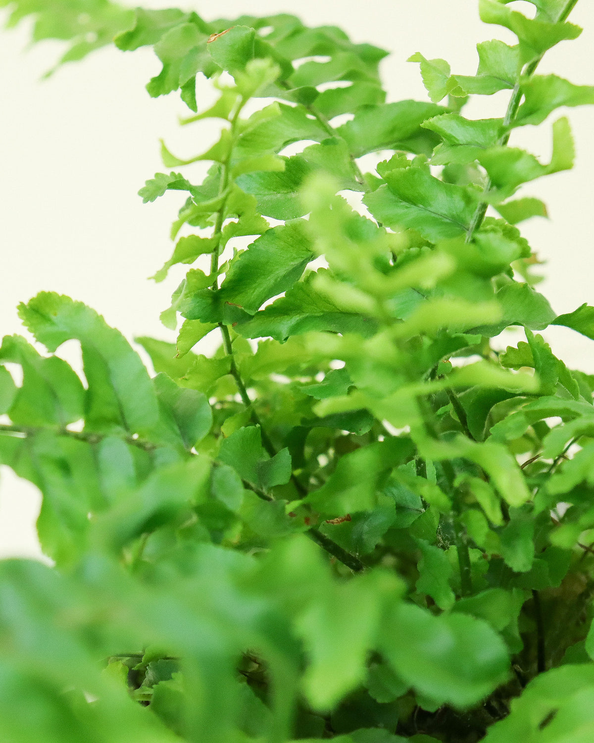Fougère « Blue Bells »