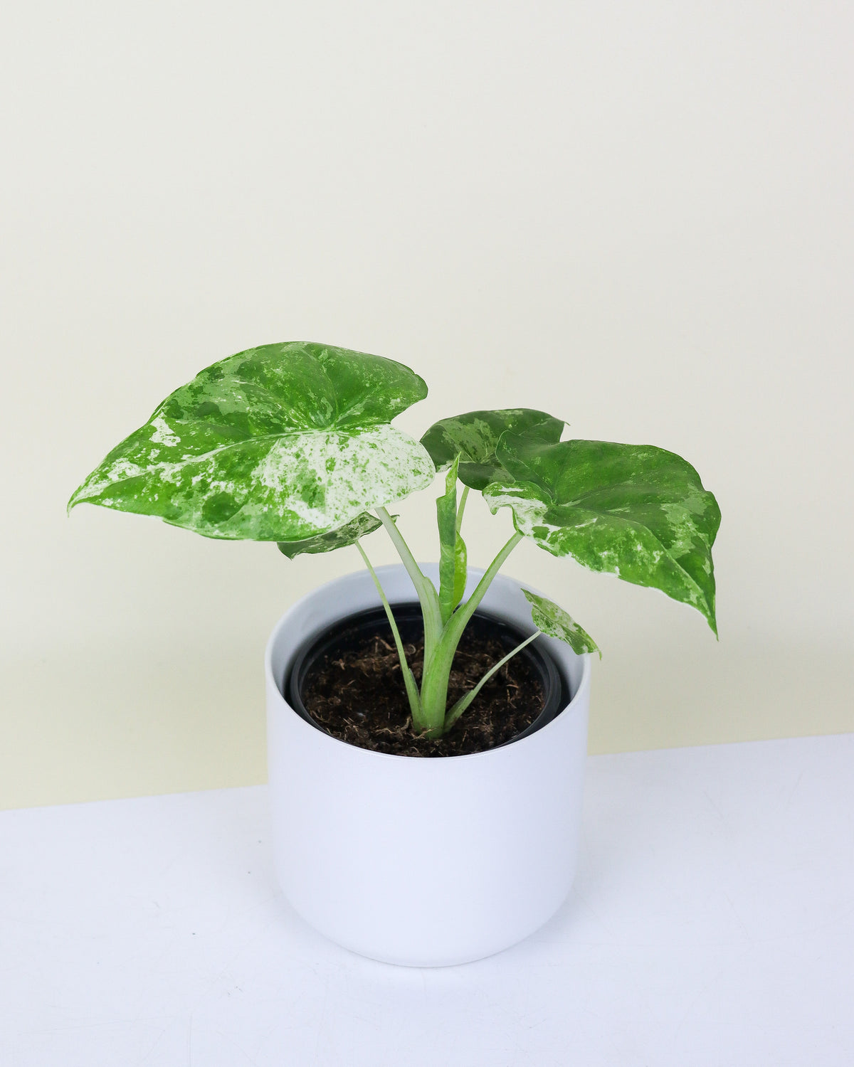 Alocasia Macrorrhiza « Variegata »